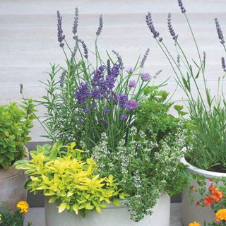 Flowering lavender in potted arrangement in garden