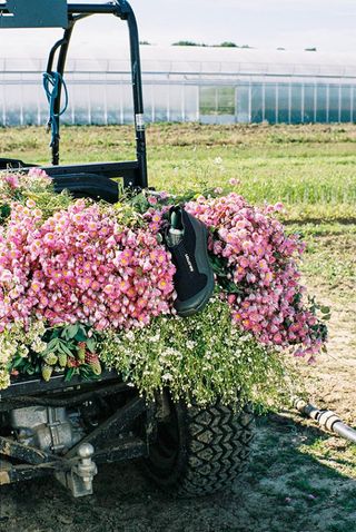 Pink flowers on the back of a tractor