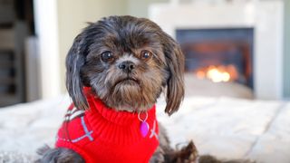 Shih Tzu