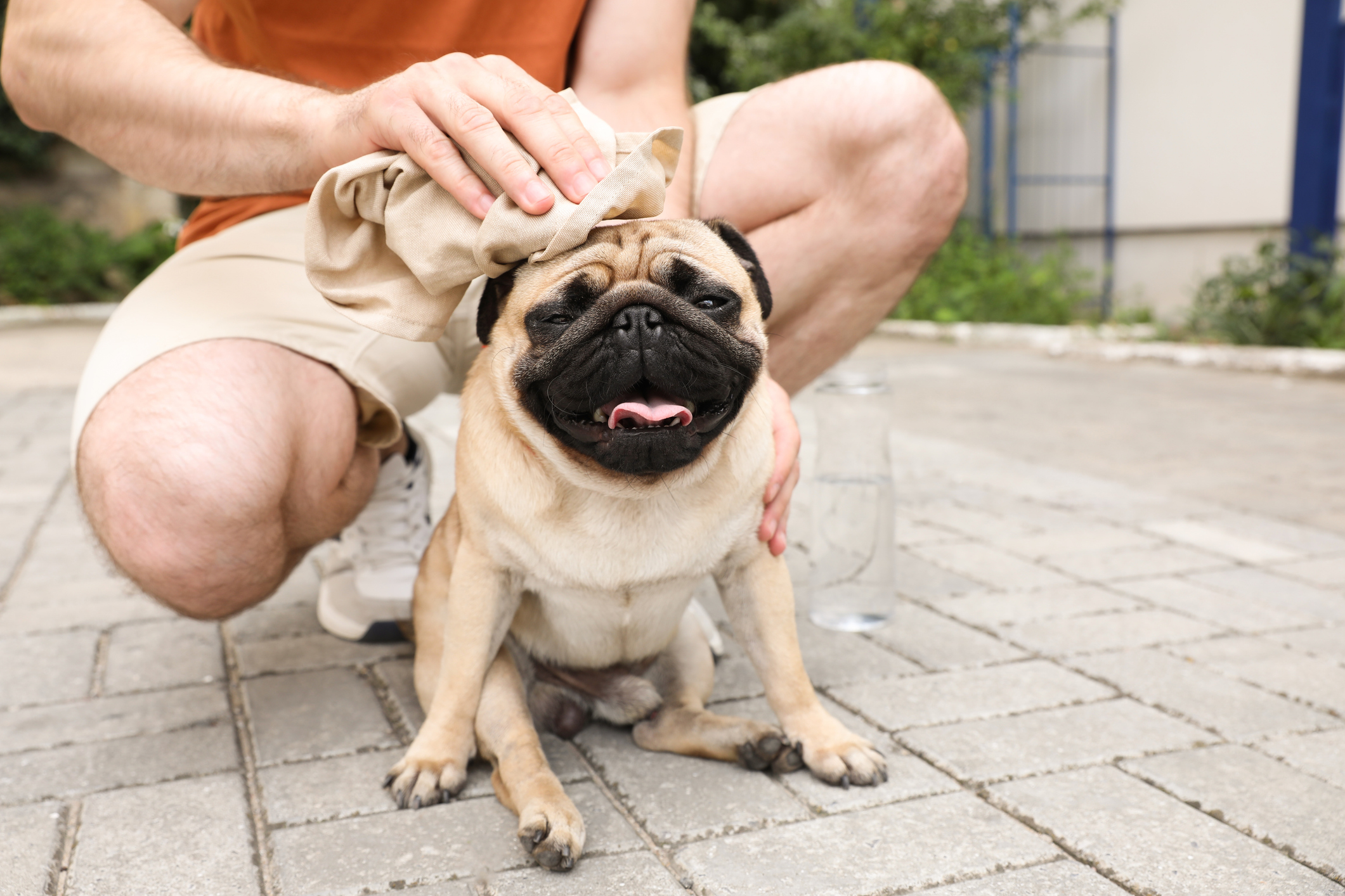 Owner wiping his pug dog with a cool, damp cloth on a hot day