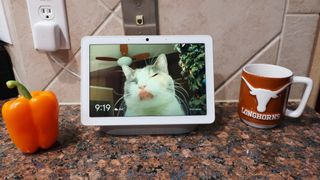 A cat video on the Google Nest Hub Max