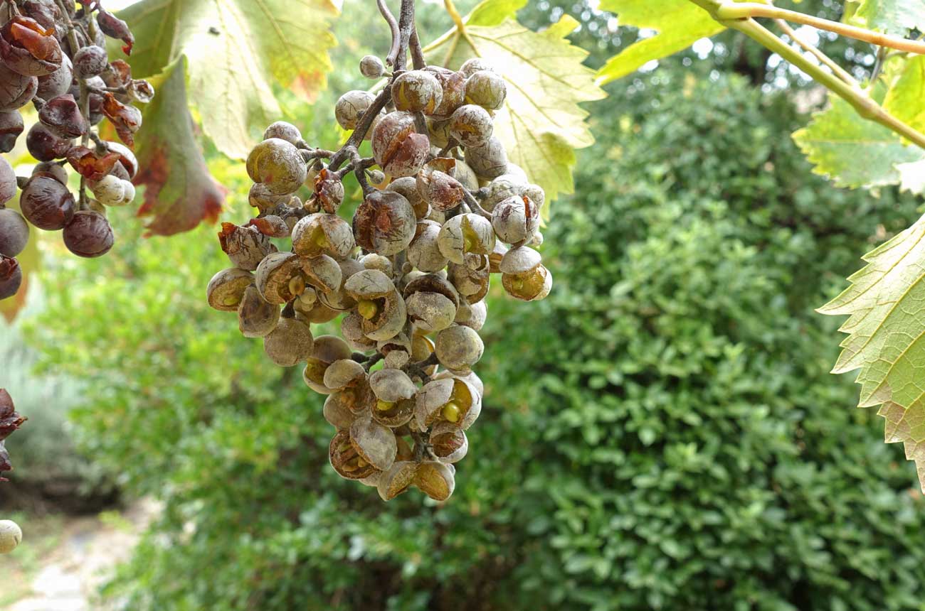 Powdery mildew on a grape vine