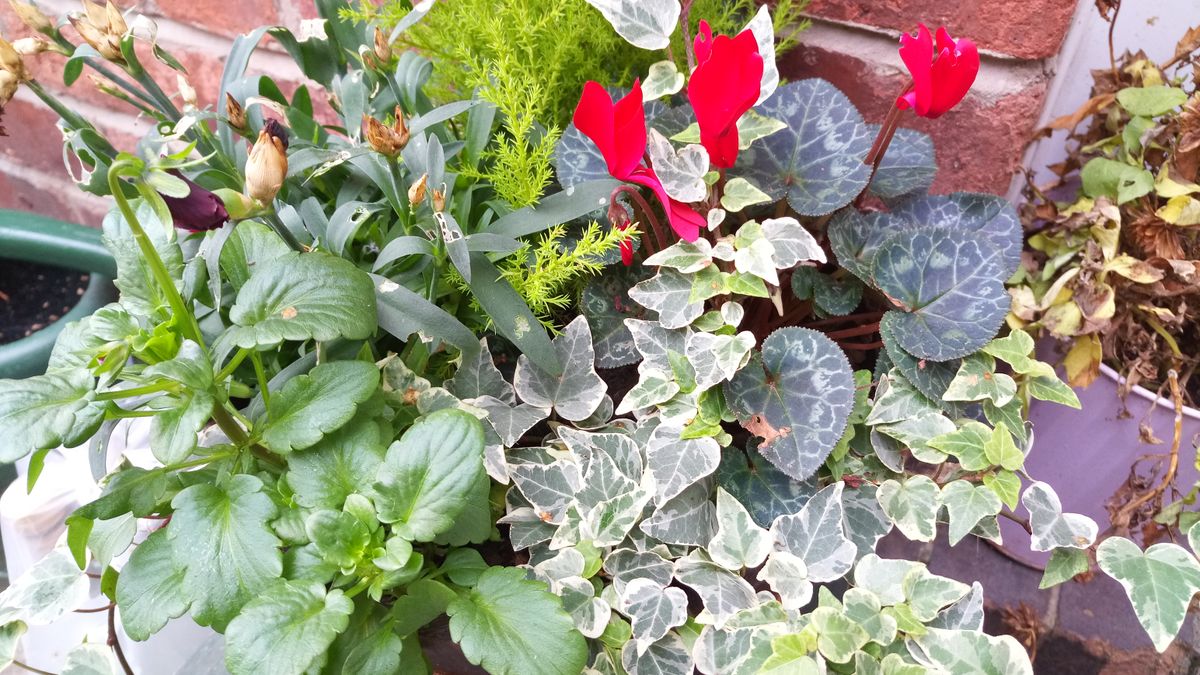 Note the bright reds and greens in this image.