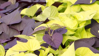 Lime green and purple sweet potato vine leaves