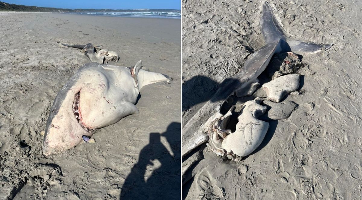 Shredded Carcass in Australia Suggests Orcas Attacked and Gorged on