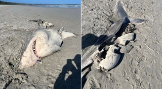 Two pictures of the great white shark that stranded on beach in southwestern Australia.