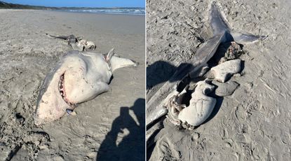 Two pictures of the great white shark that stranded on a beach in southwestern Australia.