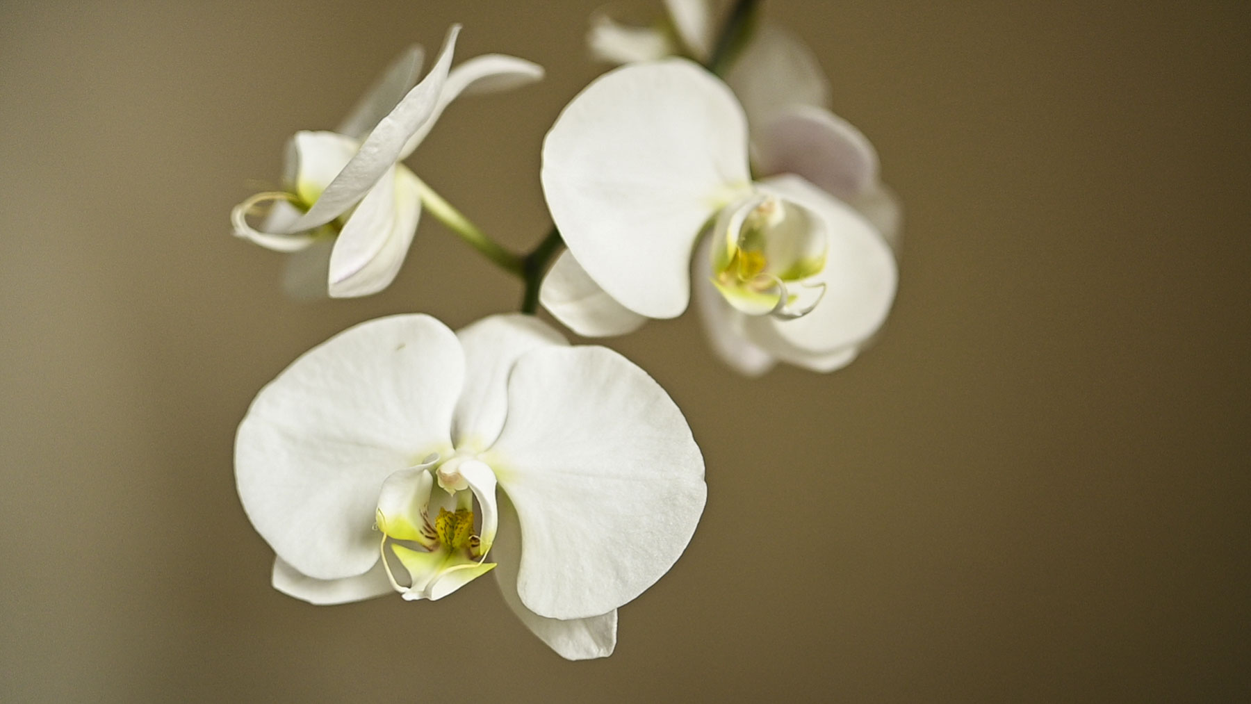 A still life shot of orchids shot with the Nikkor Z DX 24mm f1/.7 lens