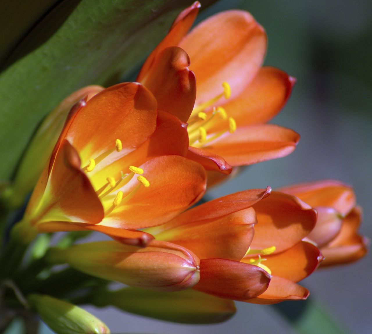 clivia rebloom