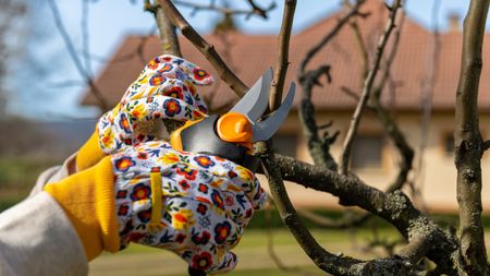 Pruning a tree with pruning shears 