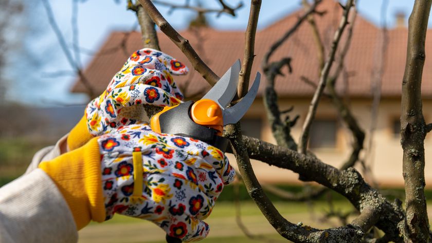 Pruning a tree with pruning shears 