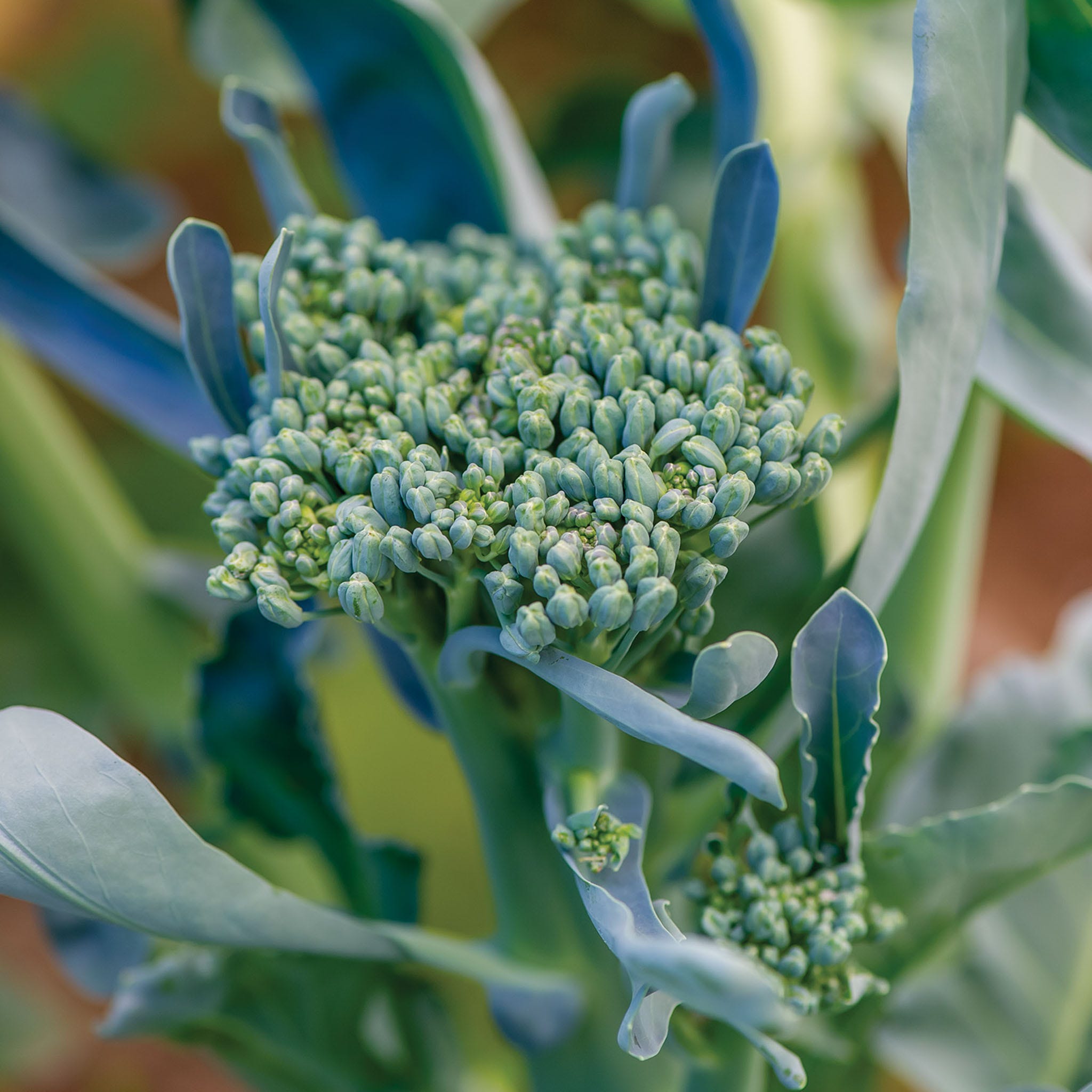 Royal Tenderette Broccoli Seeds &amp;amp; Plants
