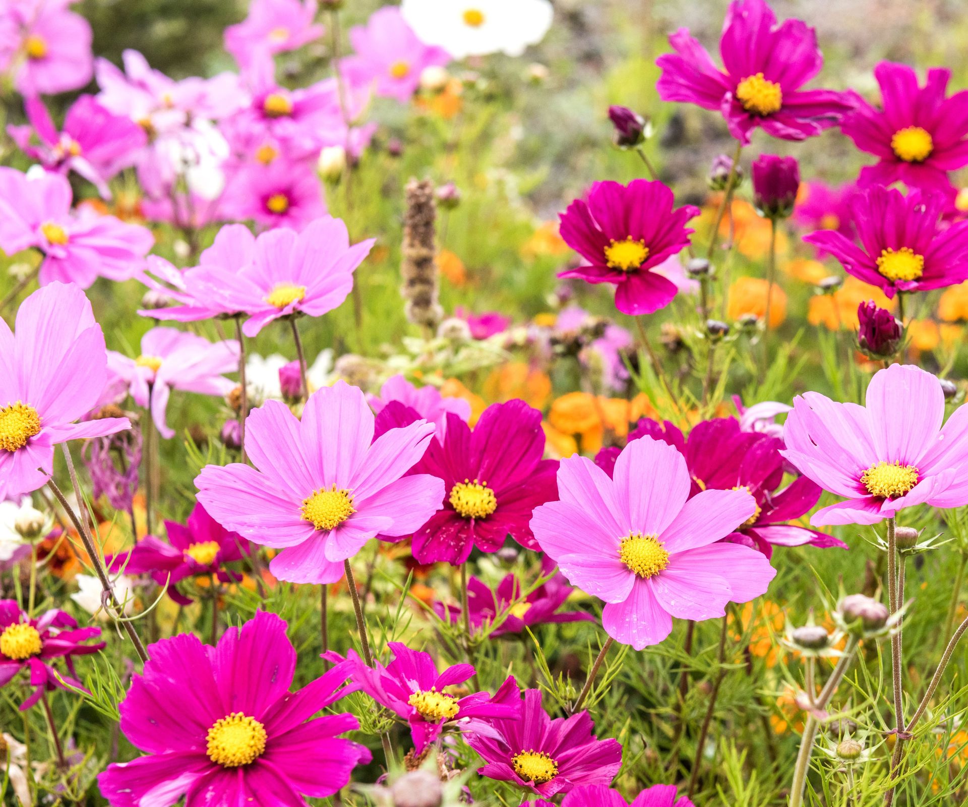 pink cosmos flowers with orange daisies in background
