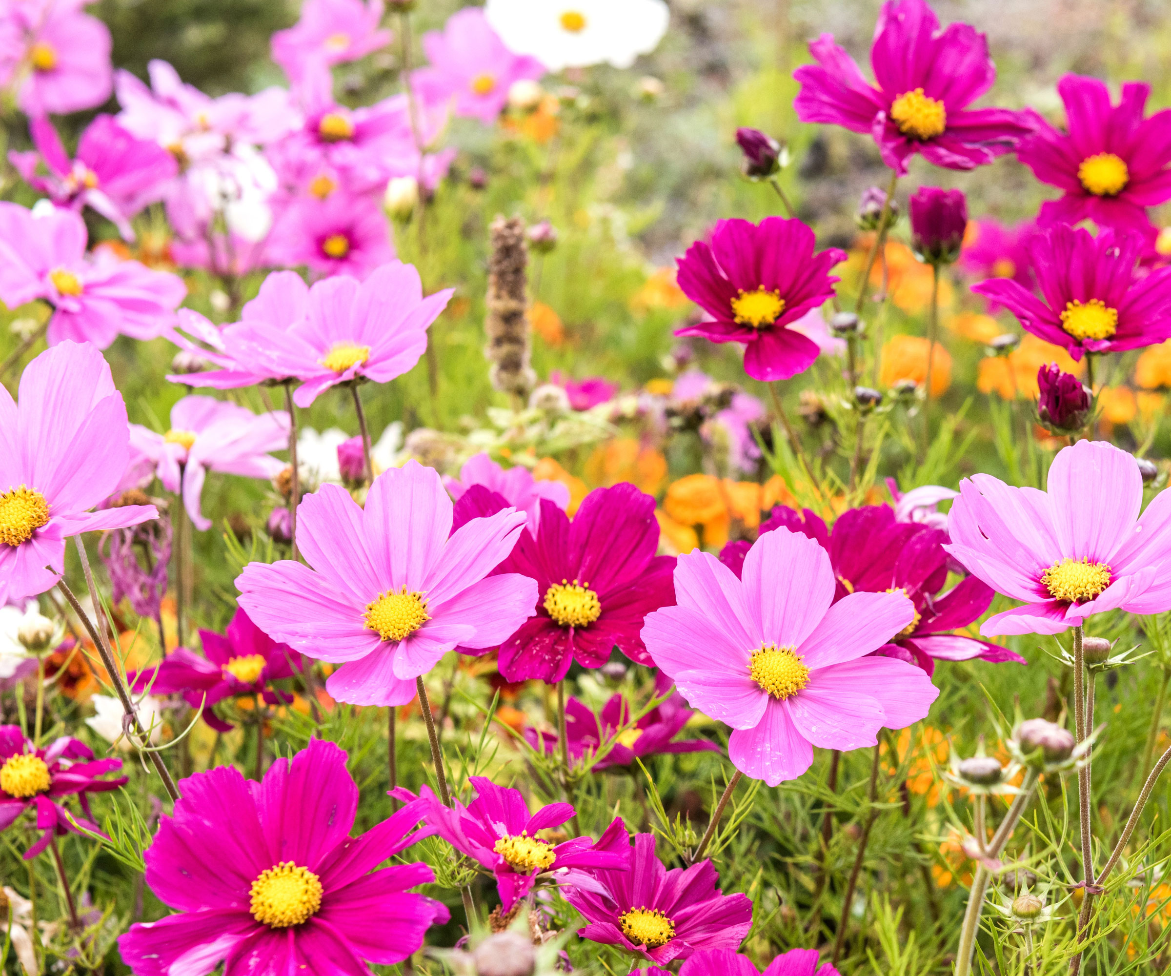 pink cosmos flowers with orange daisies in background