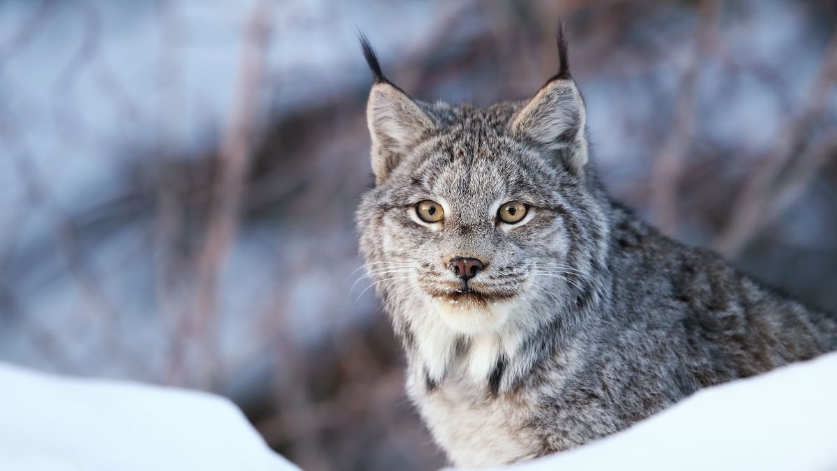 Closeup of a wild Canada Lynx