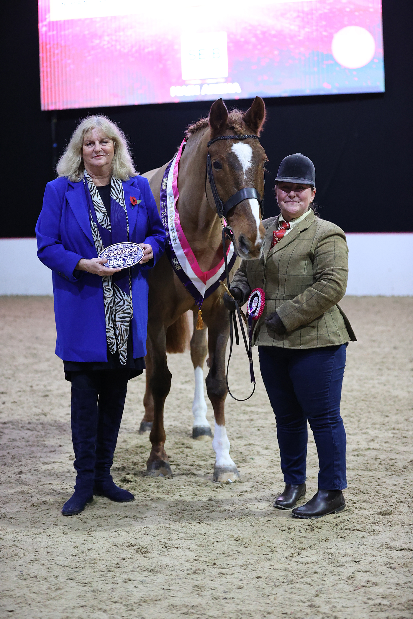 Midnights Magic In hand Horse 1st