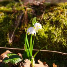 Close-up of two delicate white spring snowflake (Leucojum vernum) flowers growing among fallen leaves and green moss. The flowers have distinctive yellow markings on the tips of their petals.
