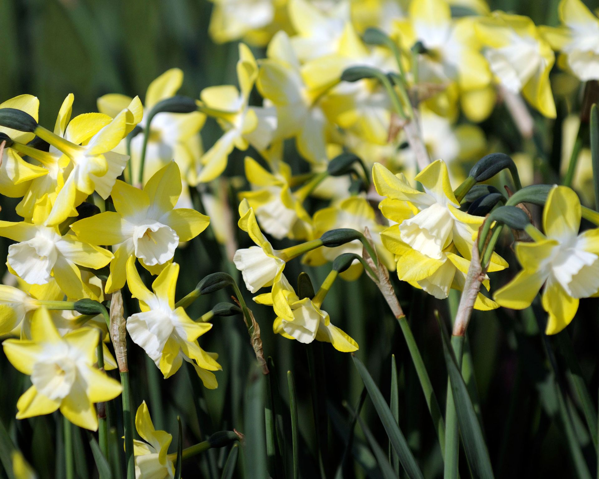 How and when to plant daffodil bulbs for spring flowers Gardeningetc