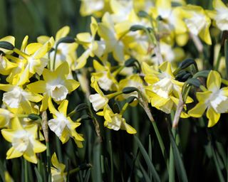 'Pipit' daffodil flowers