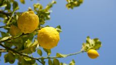A close up of yellow lemons growing on a lemon tree against a blue sky