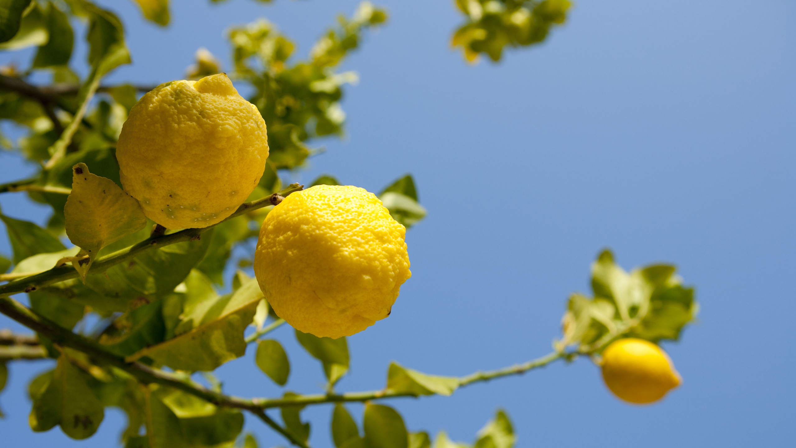 A close up of yellow lemons growing on a lemon tree against a blue sky