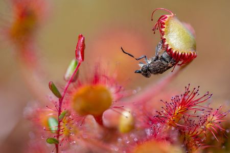 The biter bit: a horsefly ensnared by a sundew in A Poet’s Lunch, taken by Matt Doogue © Matt Doogue / British Wildlife Photography Awards