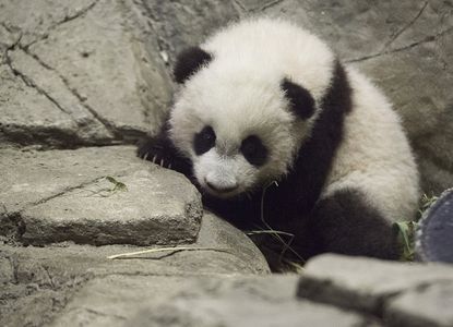 A baby panda. 