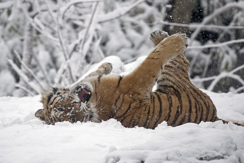 Amur Tiger