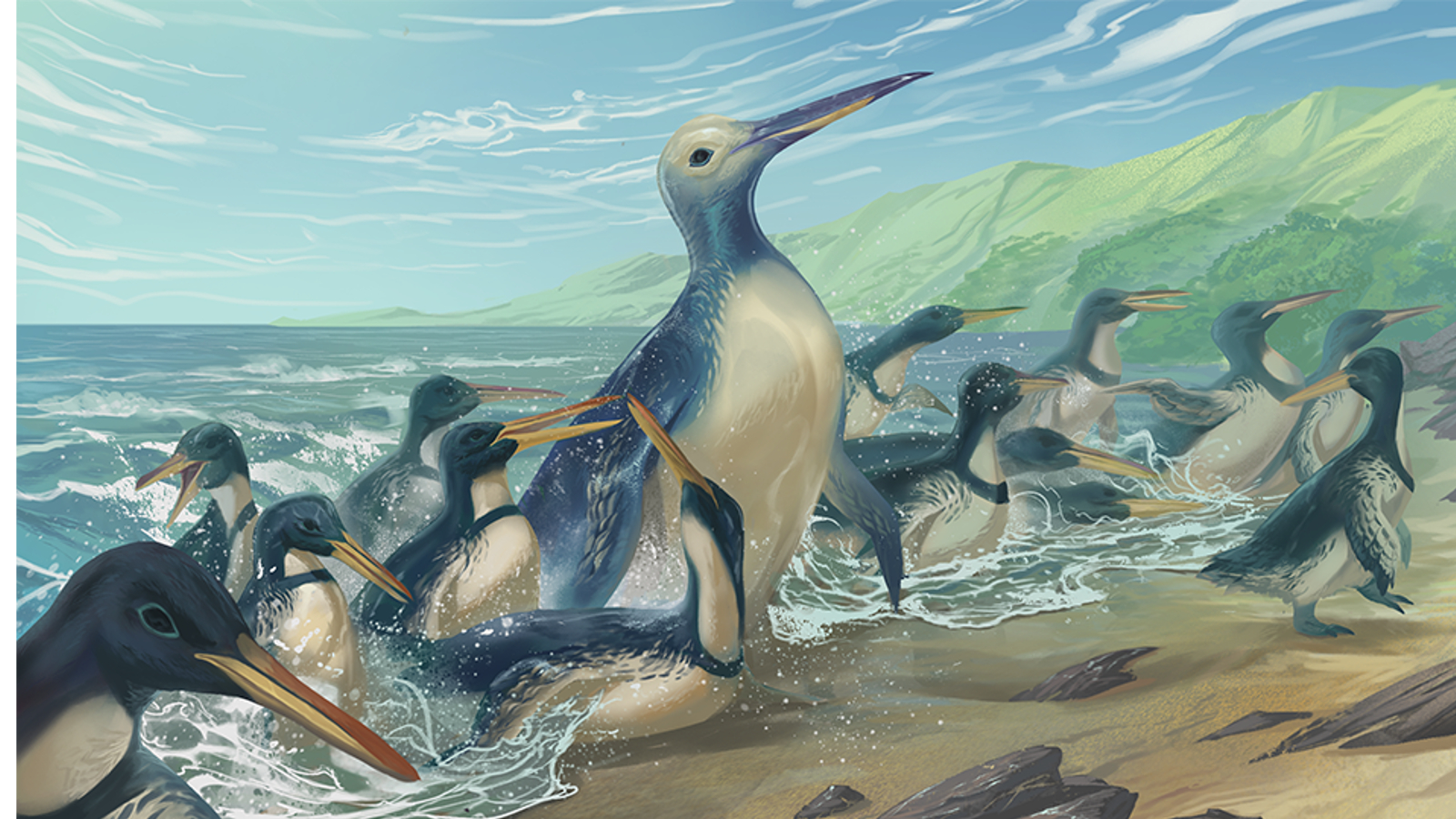 An artist's reconstruction of what Kumimanu fordycei and Petradyptes stonehousei may have looked like.