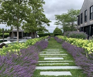 Garden pathway with flowering lavender on either side