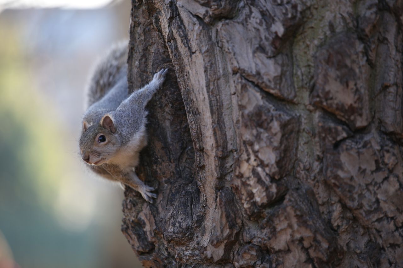Canon EOS 5D Mark III with Sigma 70-200mm F2.8 DG OS HSM | S, 1/400sec at f/3.2, ISO400
