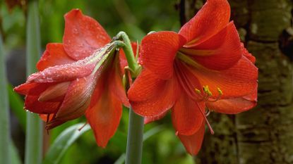 Red amaryllis flowers