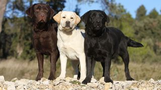 3 labradors, chocolate, golden and black