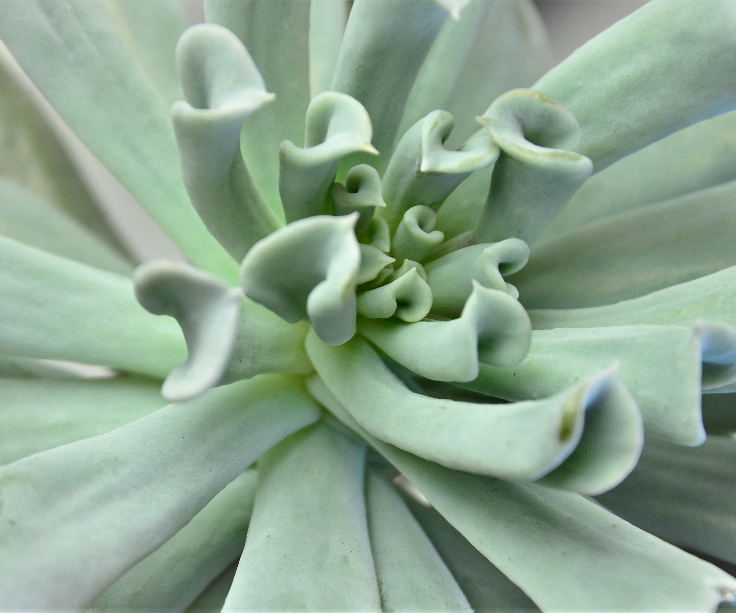 Echeveria runyonii 'Topsy Turvy' close up