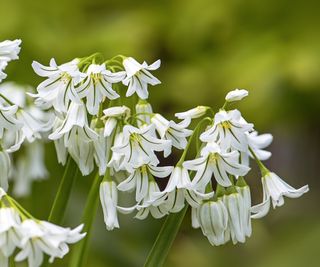 Wild onion with white flowers in a garden border