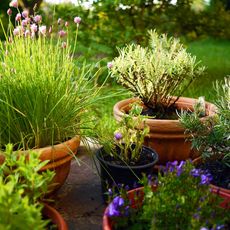 herbs in containers