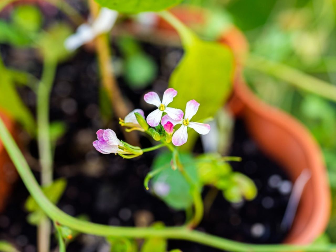 Close Up Of Flowers On A Potted Radish Plant