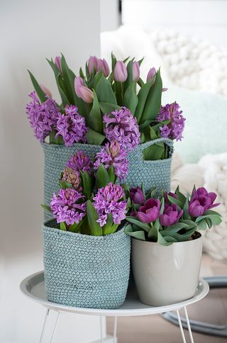 Hyacinths