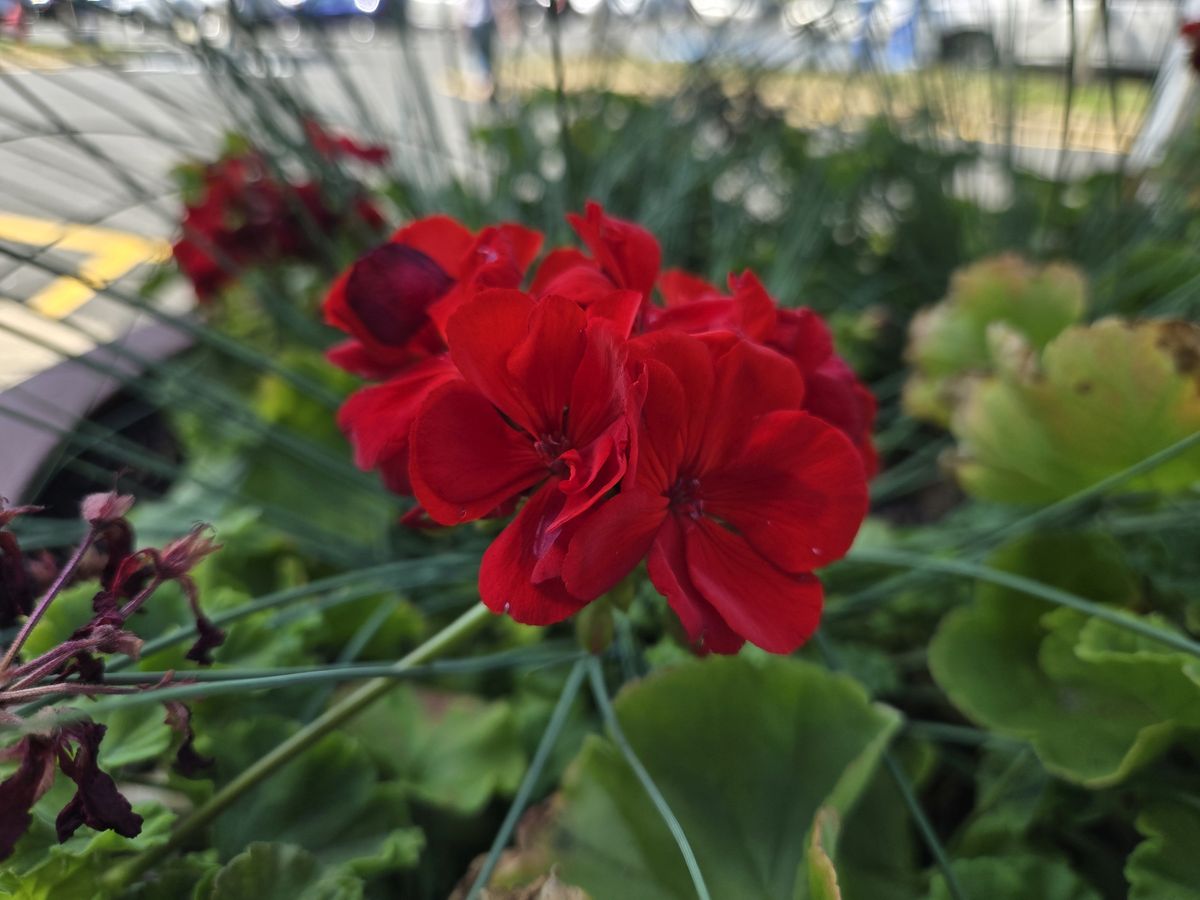 Samsung Galaxy Z Flip 6 macro sample.