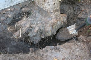 Digging under a tree stump