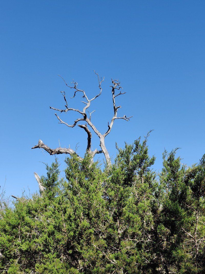 Op9 Zoom Tree