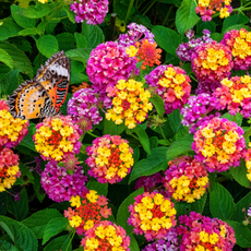 Pink and yellow Lantana Camara Flowers Orange butterfly feeding on flower.