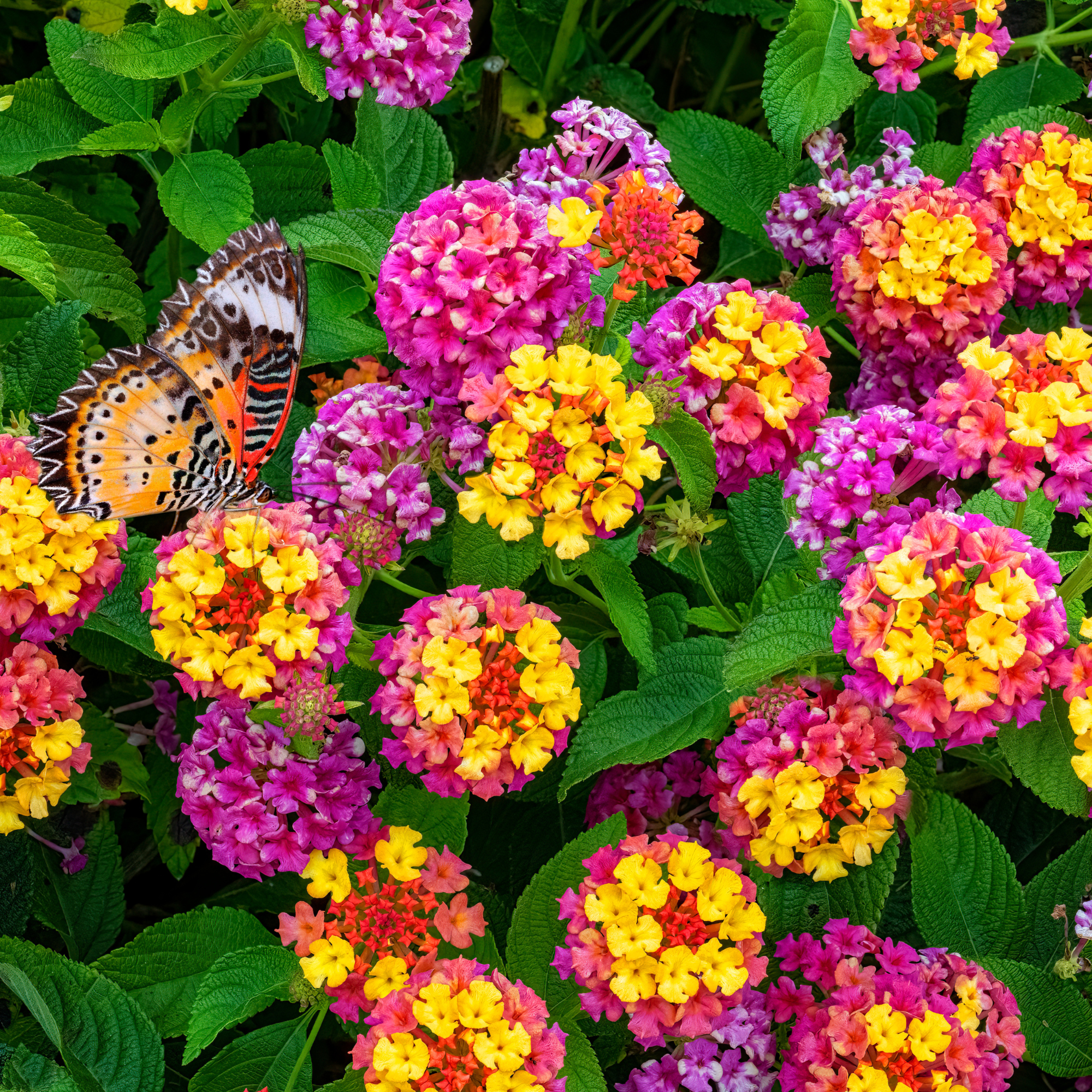 Pink and yellow Lantana Camara Flowers Orange butterfly feeding on flower.