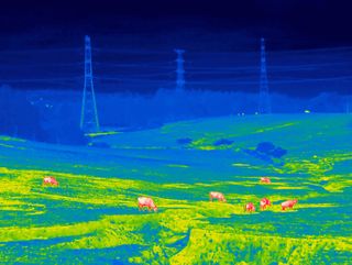 Heat map style photo of cows in a meadow.
