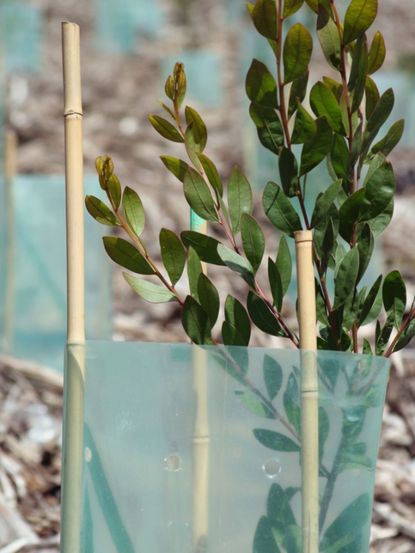 Eucalyptus Plant In New Plantation In Garden