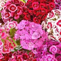 Sweet William seeds | £2.29 on Amazon