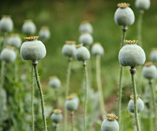 Green poppy pods in garden