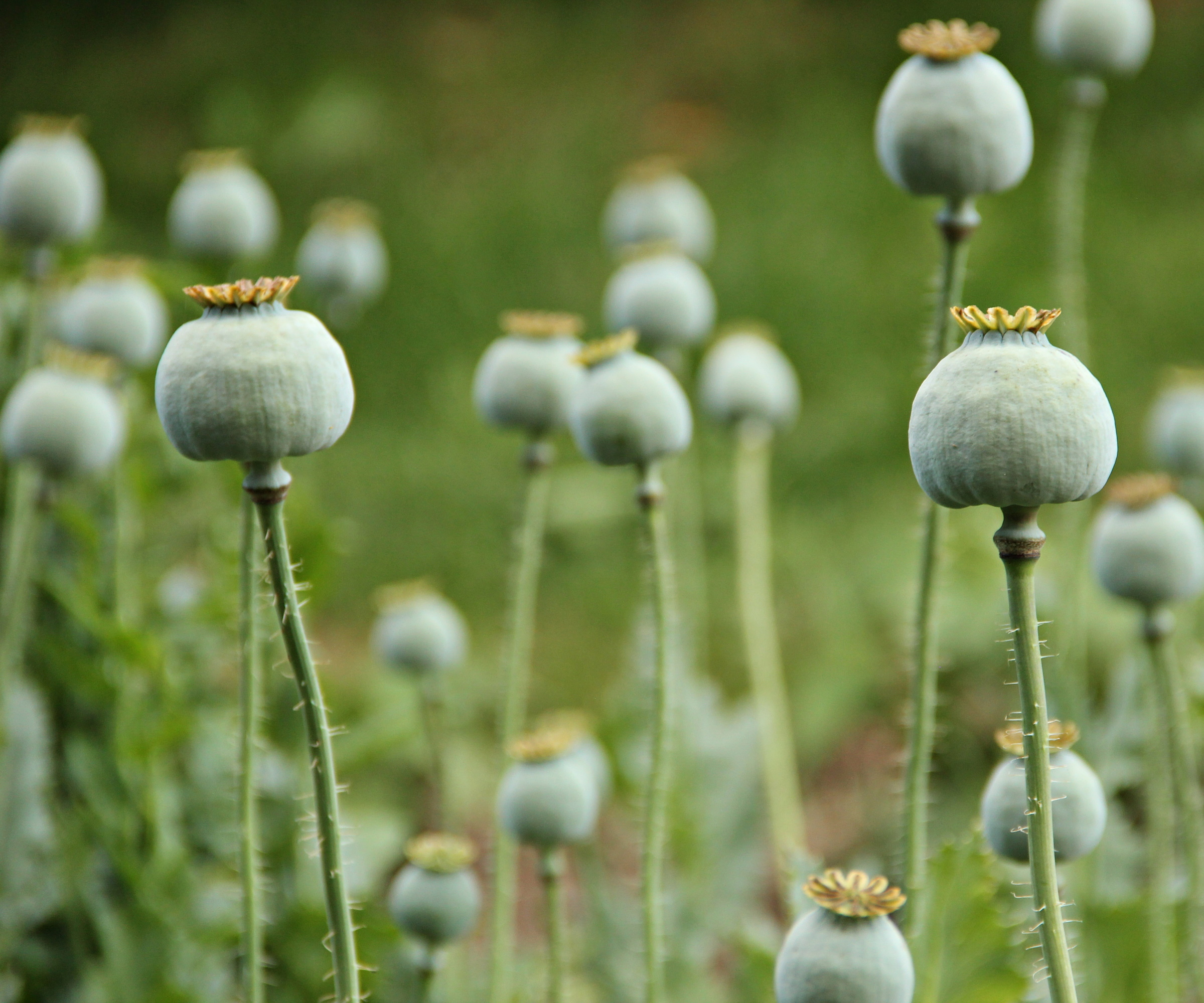 7 best plants for seedheads | Homes & Gardens