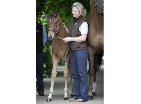 FSP_Frankel_foal_0001