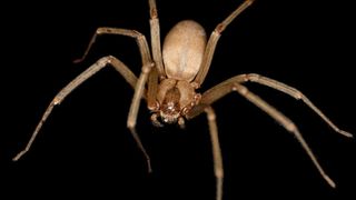 close up photo of a light brown brown recluse spider on a black background